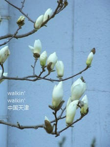 walkinwalkin-mokuren.jpg