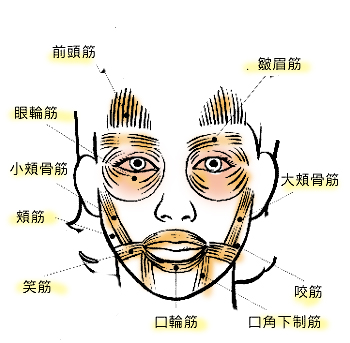 顔の筋肉の種類