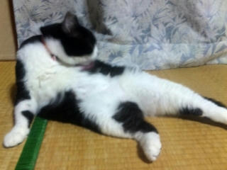 生後7ヶ月なのに見事なお腹 111210_170050.jpg