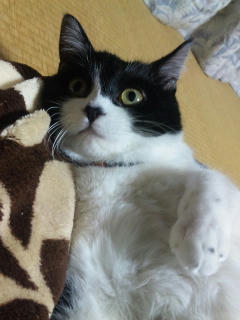 捨て猫りおちゃん 111210_183419.jpg