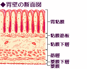 胃壁の構造