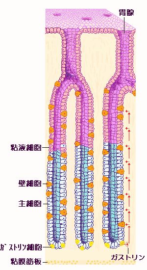 胃腺