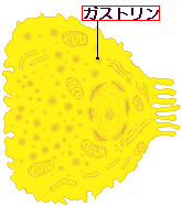 ガストリン細胞