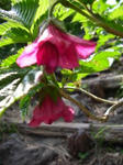 20090626084518.jpg