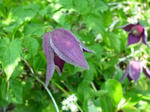 20090626110504.jpg