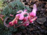 20090626111753.jpg