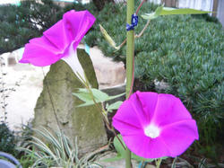 DSCF1803.JPG