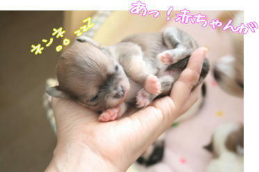 今日も可愛い ティアドロップ チワワの赤ちゃん成長日記