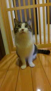 猫の脱走防止扉の取り付け みんにゃの家 活動ブログ
