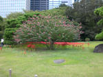 Hama Rikyu Garten