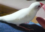 ange10101.JPG