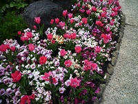 P1100045.jpg