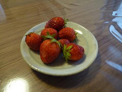 P1100345.jpg