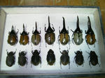 hyouhon1