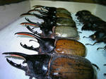 hyouhon2