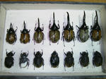 hyouhon4