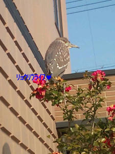 20100129100831.jpg