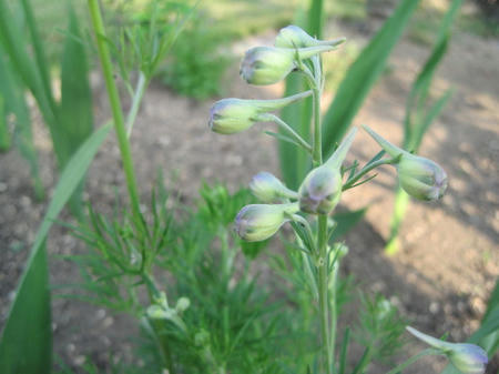 ddaf7409.jpg