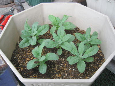 panji-2012-89.jpg