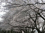 P1000737-mini.JPG
