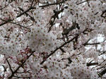 P1000693-mini.JPG