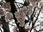 P1000743-mini.JPG