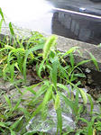 Image041.jpg