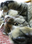 ねこ