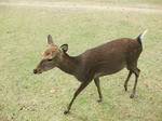 sika1.jpg