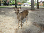 sika2.jpg