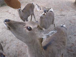 sika3.jpg
