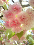 CA390515.JPG