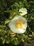 CA390539.jpg