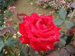 d04cd746.jpg