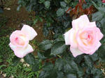 889212e6.jpg