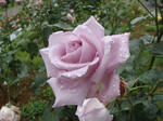 4110017f.jpg