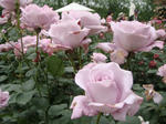 DSC01755.jpg