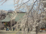 NEC_0126.jpg