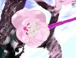 梅花090326