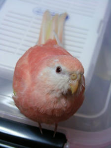 DSCN1271.jpg