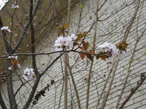 桜~桜~