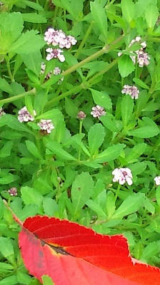 2010_07.JPG