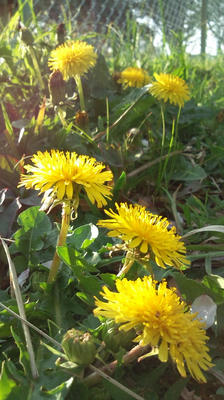 2011_0416_171254-F1000527.JPG