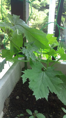 2011_0626_155325-F1000668.JPG