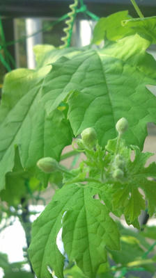 2011_0724_072131-F1000776.JPG