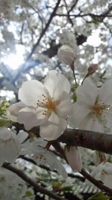 DCIM0738.JPG