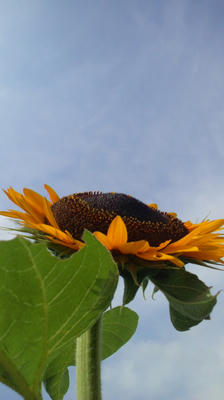 ひまわり　と　夏空