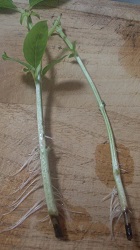 バジルの根っこ