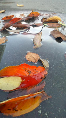 落ち葉　in　水たまり