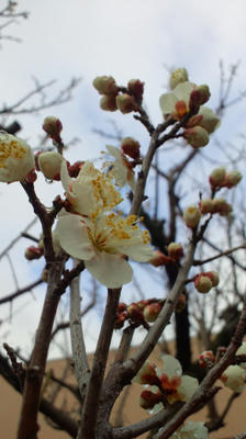 梅の花